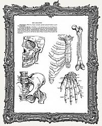 Tim Holtz - Cling Mount Stamps - Anatomy Chart