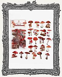 Clear Die Cut Floral Stickers - Pack of 40 - Mushrooms