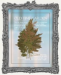 Clear Die Cut Old Time Garden Stickers - Pack of 40 - Fern Fronds